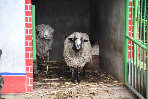 Las tradicionales ovejitas no pueden faltar. (Foto: Erick Colop/Colaborador)