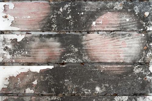 El moho puede crecer en paredes, alimentos y rincones de tu hogar. (Foto: Shutterstock)