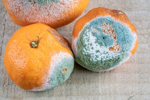 Nunca consumas alimentos con moho, aunque retires la parte dañada. (Foto: Shutterstock)