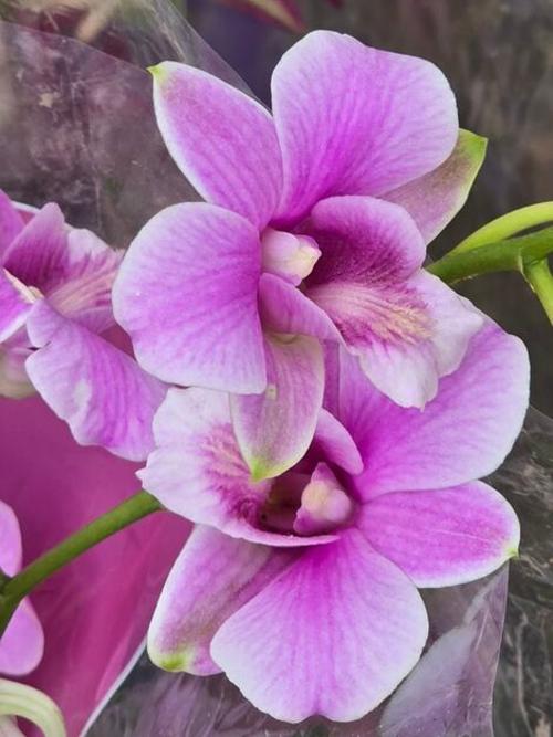 Del 17 al 21 de septiembre, disfruta la Exposición de Orquídeas en Salamá, un evento floral lleno de tradición y belleza.
(Foto: Cortesía/Asociación Bajaverapacense de Orquideología)