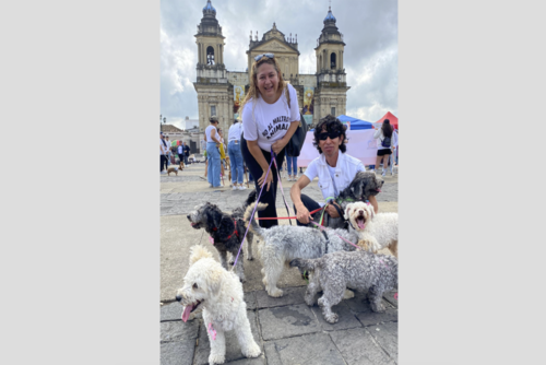Colectivos, asociaciones y voluntarios manifestaron para exigir al Congreso acciones concretas por los animales del país. (Foto: Patitas a la obra)