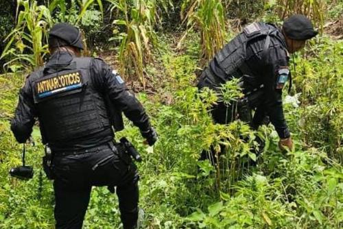 Destruyen, amapola, PNC, antinarcóticos