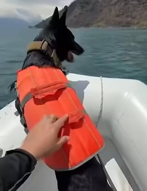 La agente canina Kenzy olfatea a bordo de una lancha en búsqueda del cuerpo en el lago Atitlán. (Foto: Alfonso Guárquez/Colaborador)