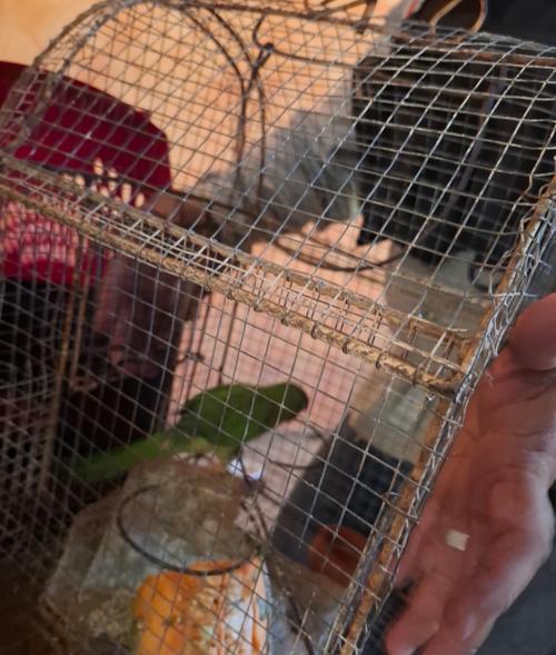 Las especies fueron rescatadas y albergadas. (Foto: PNC)