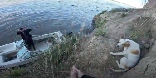 Rescatan, perro, amarrado, risco, rio, noticias, guatemala, soy502