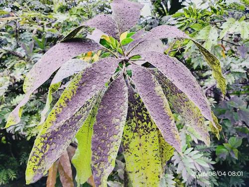 Plantas han quedado cubiertas por las cenizas. (Foto: Redes sociales)