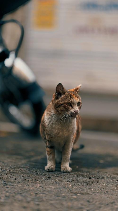Gatito, gato, consejos, rescate, calles, noticias, Guatemala, Soy502 1