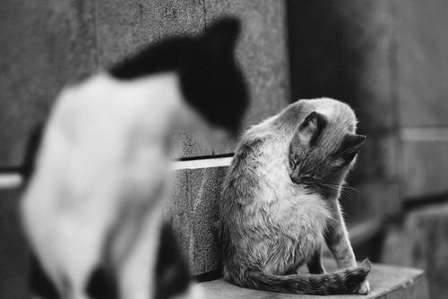 Gatito, gato, consejos, rescate, calles, noticias, Guatemala, Soy502 2
