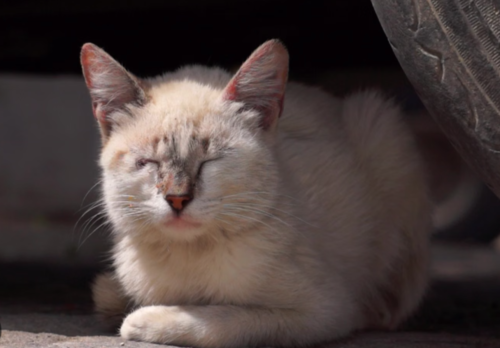 Gatito, gato, consejos, rescate, calles, noticias, Guatemala, Soy502 4