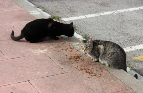 Gatito, gato, consejos, rescate, calles, noticias, Guatemala, Soy502 5