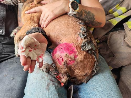 Uno de los perros sobrevivió, pero resultó con quemaduras de gravedad. (Foto: CVB)
