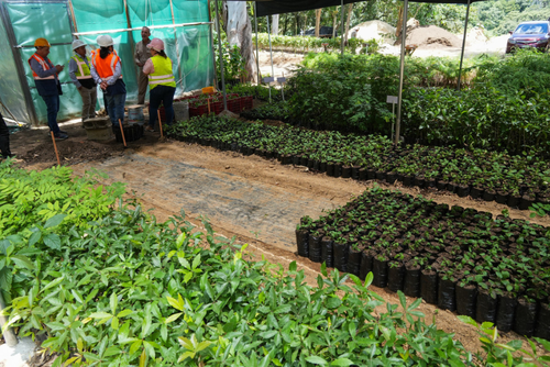 Un plan de reforestación en más de 30 hectáreas está contemplado en el proyecto Corredor Verde. (Foto: Wilder López/Soy502)