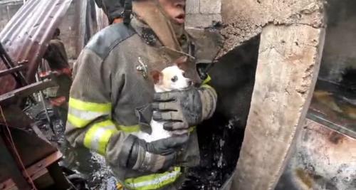 Los animales se encontraban atrapados en el interior de la vivienda. (Imagen: captura de pantalla)