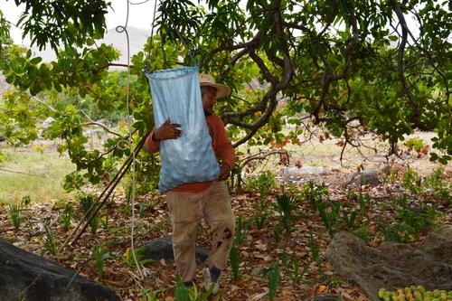 Luego de cortarlo, el mango es colocado en costales. (Foto: Juan Carlos Aquino)