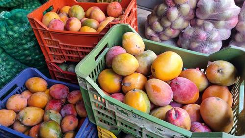 El mango se exporta a distintas partes del territorio nacional y otros países como Honduras. (Foto: Silvia Roca)