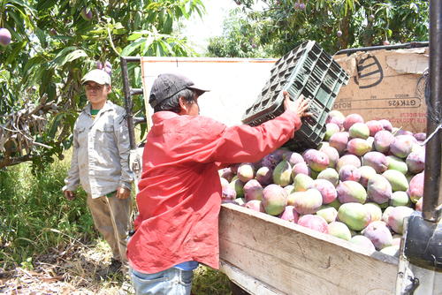 Los mayoristas pagan entre Q2.50 a Q3 por cada mango, por lo que en los mercados se pueden encontrar a Q5. (Foto: Wilder López)