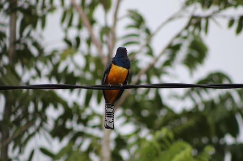 La biodiversidad de la Sierra del Lacandón es uno de los grandes atractivos. (Foto: Ruta Maya Usumacinta)