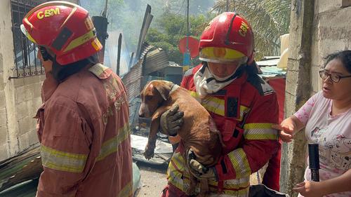 Un perro con quemaduras fue rescatado en el lugar. (Foto: CBM)