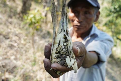 Se advirtió que la pérdida de cosechas compromete la seguridad alimentaria y los ingresos de los agricultores rurales. (Foto: Wilder López/Soy502)