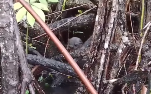Nutria, guardarecursos, Río Dulce, noticias, guatemala, soy502 1