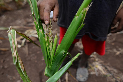 El Ministerio de Agricultura reportó que el 96% del territorio guatemalteco presenta afectaciones por déficit hídrico debido a diversas anomalías climáticas. (Foto: Archivo/Soy502)
