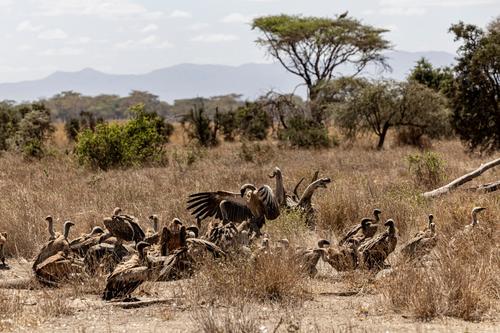 Las aves carroñeras devoran los restos de los elefantes que han fallecido. (Foto: AFP)