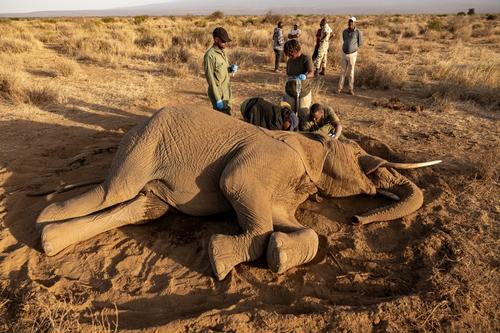 Los veterinarios tratan de ayudar con pocos recursos a los elefantes, pero la enfermedad los hace sucumbir. (Foto: AFP)