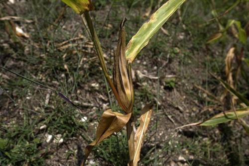El cambio de clima ha afectado las cosechas en distintos puntos del país. (Foto: Archivo/Soy502)
