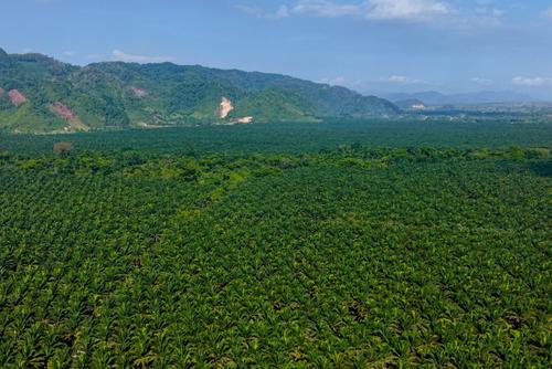NaturAceites, cero, deforestación, conservación, satelital, territorio, Sierra de las Minas, Bocas de Polochic, Guatemala, Soy502
