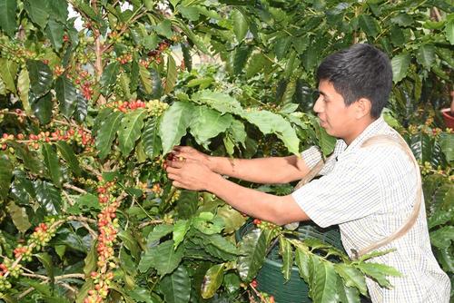 Tostaduría Real: El café de Zacapa que conquista Europa y Japón. (Carlos Monroy/Colaborador)