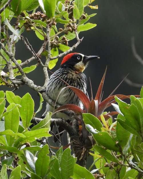 Sus caminos acercan la posibilidad de fotografiar la fauna. (Foto: Cortesía Municipalidad de Guatemala)