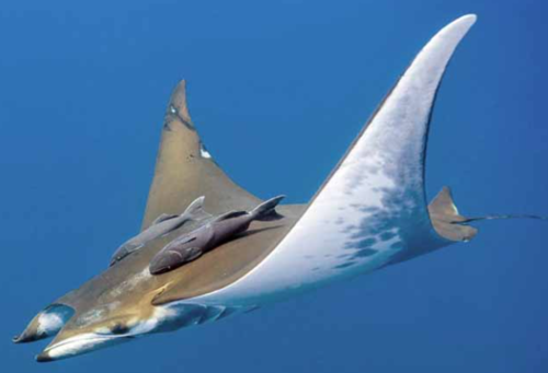 Mantarraya, manglares, avistamiento, captada, Guatemala, soy502, noticias