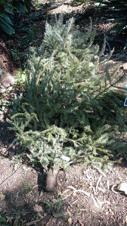 (Foto: Municipalidad de Guatemala)