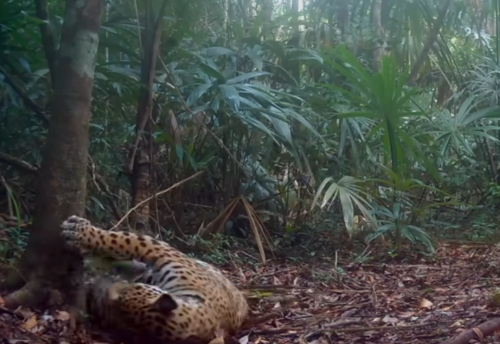 Jaguar marca árbol petén 1