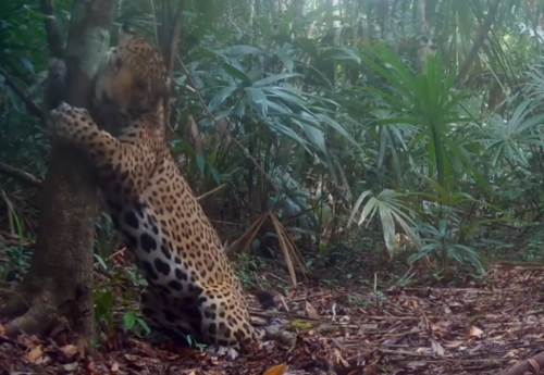 Jaguar marca árbol petén 2