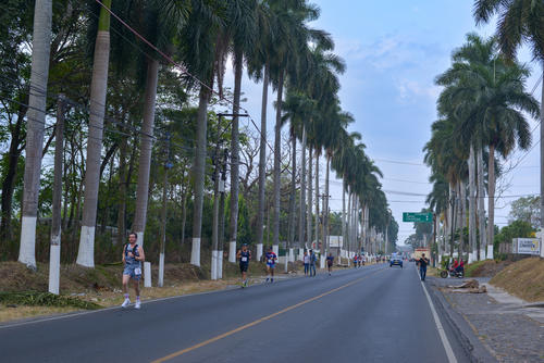 Palmeras reales: Calzada Las Palmas cumple un siglo de historia viva. (Foto: Angel Revolorio/Colaborador)