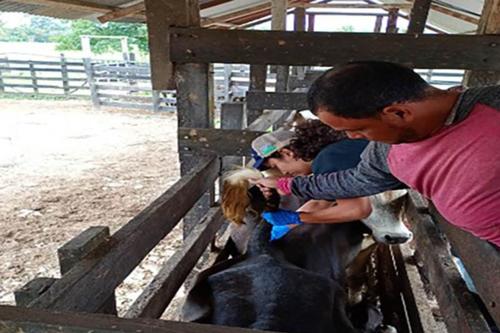 MAGA, res, enfermedades bovinas, vigilancia epidemiológica, Protocolo sanitario, 02