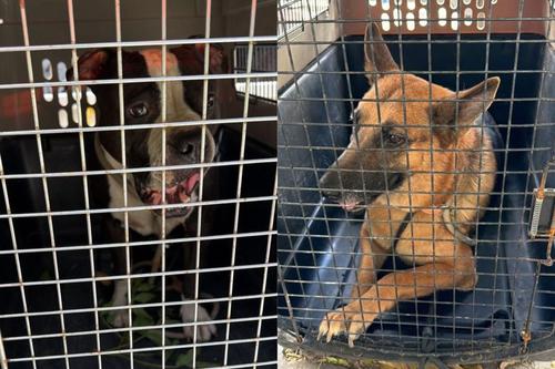 Municipalidad de Guatemala, espacio público, rescate, perros, Bulevar Liberación, 02