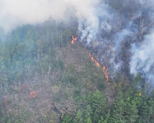 El cuidado de los bosques es fundamental durante la temporada seca. (Foto: Archivo)