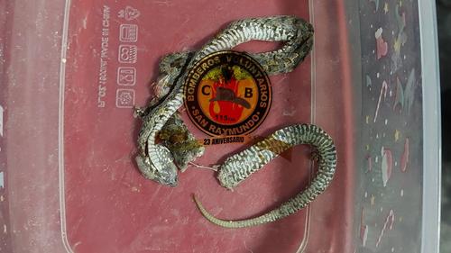 La serpiente de cascabel habría sido matada por las personas en su defensa. (Foto: Bomberos Voluntarios)