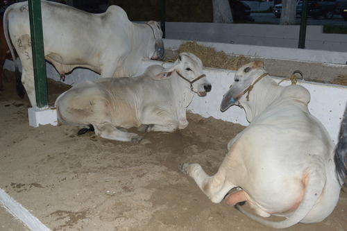 Los emprendedores buscan los mejores ejemplares para la producción de carne y leche. (Foto: Archivo)