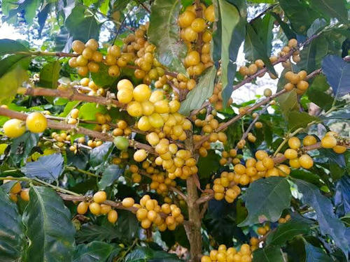 El grano es apreciado y conocido en varias comunidades. (Foto: Carlos Vicente/Colaborador)