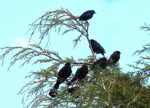 Hasta el momento se registra un total de 47 especies de aves residentes en esta región, más las migratorias. (Foto: Alfonso Guárquez)