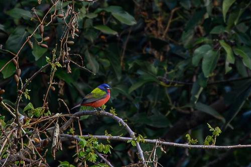 El mejor horario para el avistamiento de las aves es de 6:00 a 9:00 de la mañana. (Foto: Cortesía Finca Venecia)