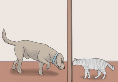 pasos convivencia perros gatos 2