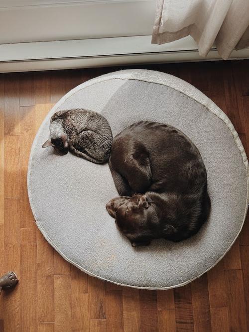pasos convivencia perros gatos