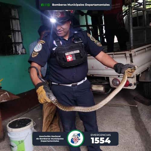 El reptil es una serpiente ratonera que mide aproximadamente 1.35 metros. (Foto: Asonbomd)