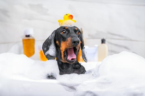 Mantén a tu mascota sana y feliz durante estos días lluviosos. (Foto: Shutterstock)