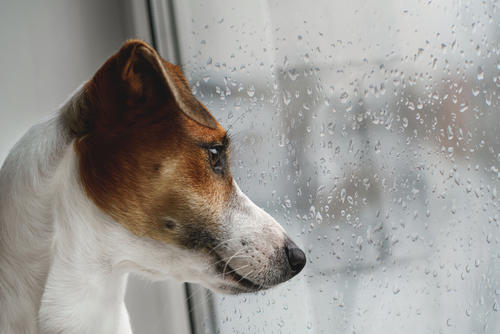 La temporada lluviosa trae consigo varios retos para la salud de tu perro. (Foto: Shutterstock)