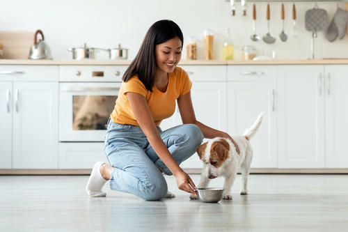 Alimenta adecuadamente a tu mascota, tomando en cuenta la etapa en la que vive. (Foto: Shutterstock)